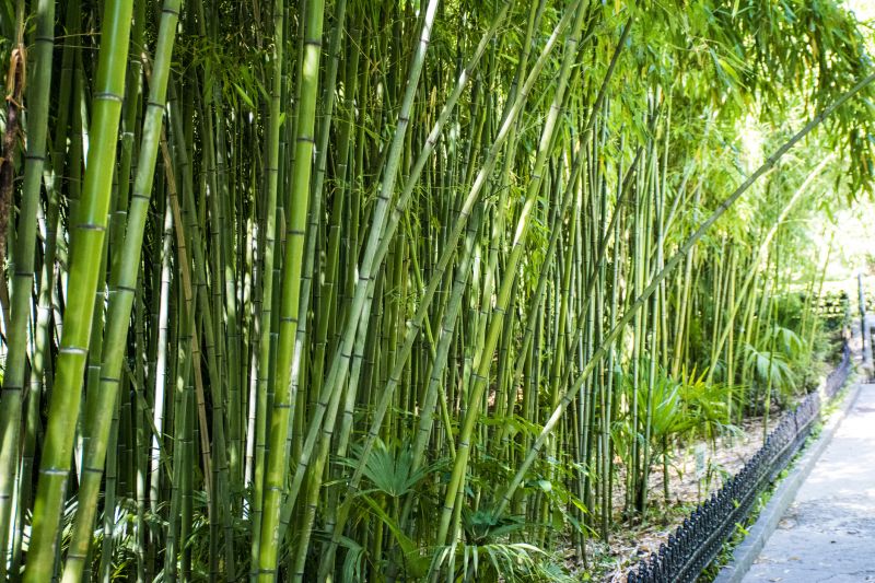 Landscape Bamboo Fence